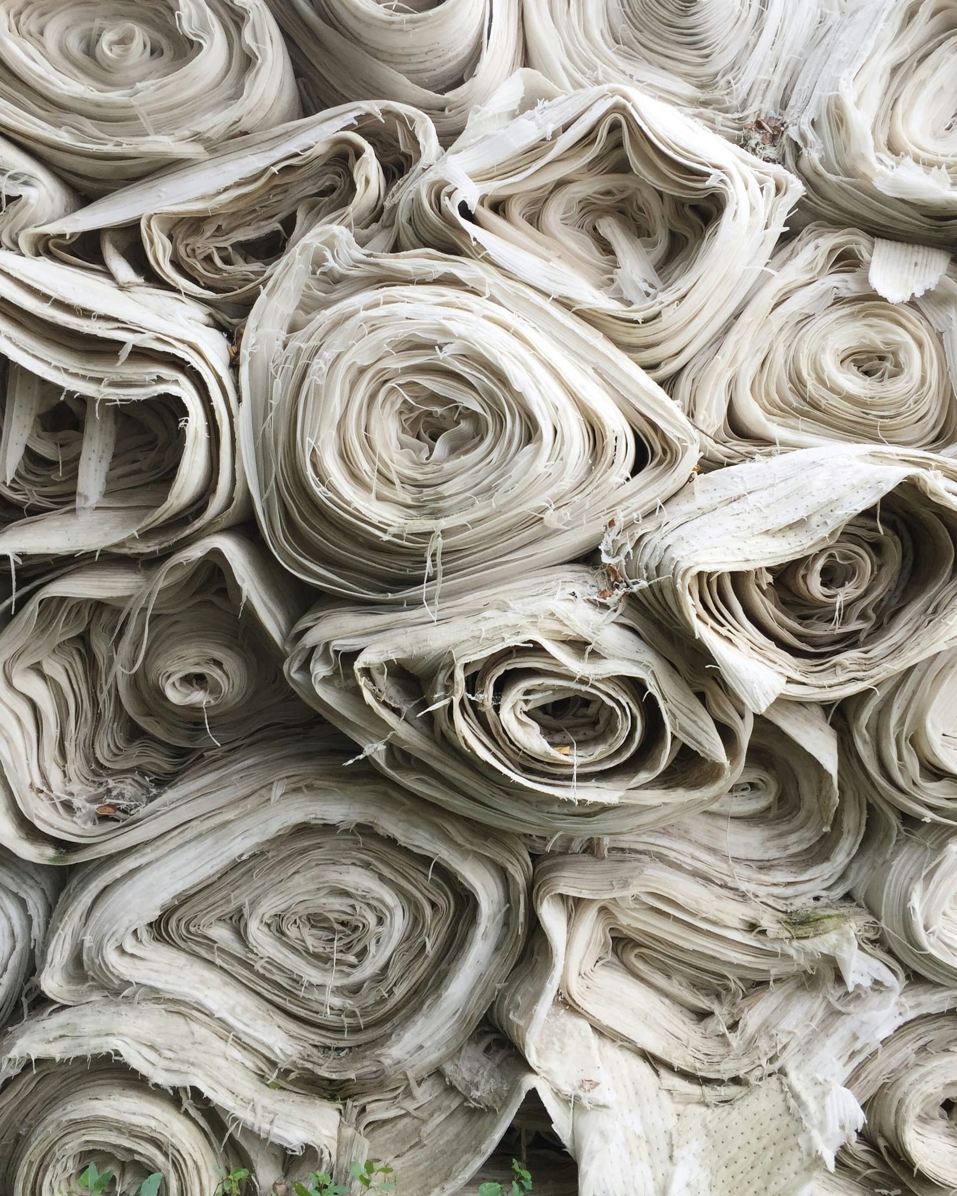 From Seed to Stitch: The Organic Cotton Journey
